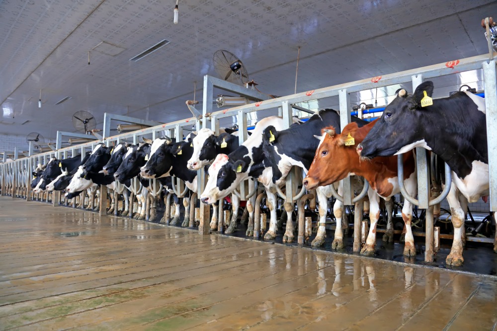 Dairy Solutions